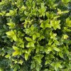 Japán magyal 'Kanehirae' fajta - Ilex maximowicziana 'Kanehirae'
