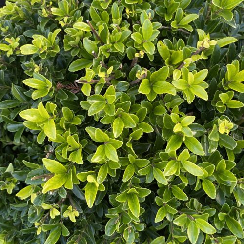 Japán magyal 'Kanehirae' fajta - Ilex maximowicziana 'Kanehirae'