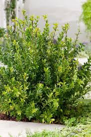 Japán magyal 'Kanehirae' fajta - Ilex maximowicziana 'Kanehirae'