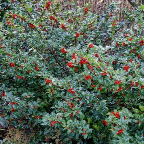 Kék magyal  - Ilex meserveae 'Blue Princess'