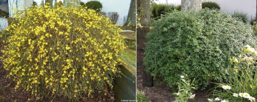 Téli jázmin - Jasminum nudiflorum