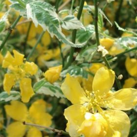   Tarka levelű boglárkacserje - Kerria japonica 'Aureovariegata'