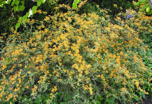 Tarka levelű boglárkacserje - Kerria japonica 'Aureovariegata'