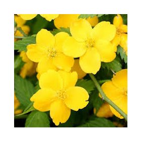   Boglárkacserje 'Golden Guinea' fajta - Kerria japonica 'Golden Guinea'
