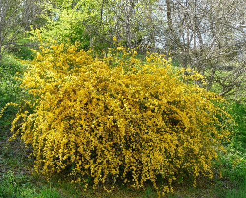 Boglárkacserje 'Golden Guinea' fajta - Kerria japonica 'Golden Guinea'