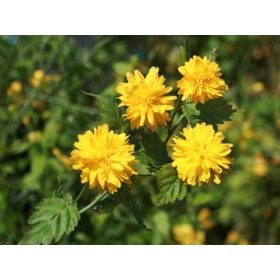   Telt virágú boglárkacserje 'Pleniflora' fajta - Kerria japonica 'Pleniflora'
