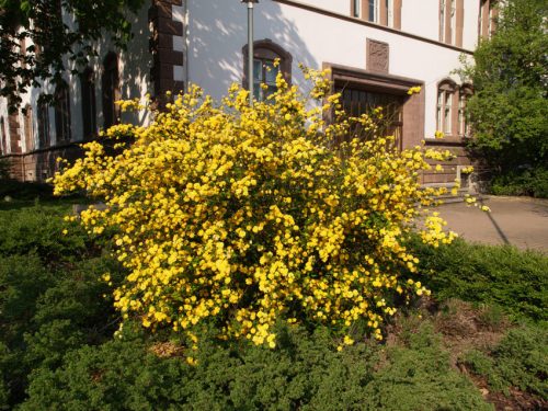 Telt virágú boglárkacserje 'Pleniflora' fajta - Kerria japonica 'Pleniflora'