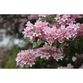   Viráglonc 'Pink Cloud' fajta - Kolkwitzia amabilis 'Pink Cloud'