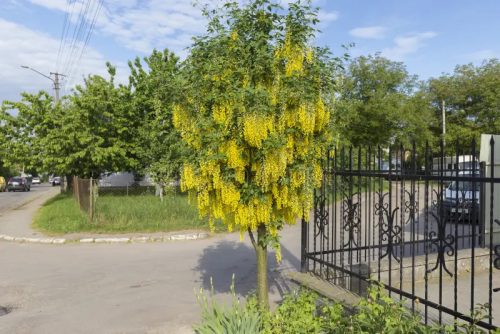 Közönséges aranyeső - Laburnum anagyroides