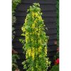 Közönséges aranyeső 'Yellow Rocket' fajta - Laburnum anagyroides 'Yellow Rocket'