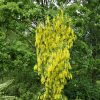 Közönséges aranyeső 'Yellow Rocket' fajta - Laburnum anagyroides 'Yellow Rocket'