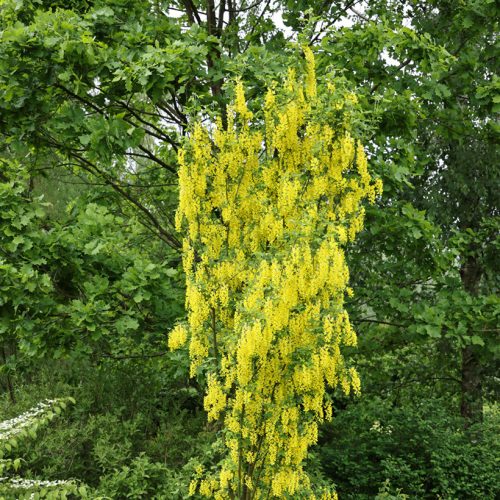 Közönséges aranyeső 'Yellow Rocket' fajta - Laburnum anagyroides 'Yellow Rocket'