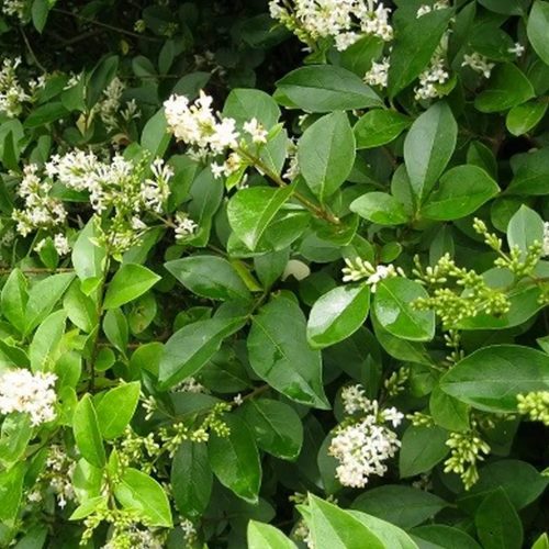 Télizöld fagyal - Ligustrum ovalifolium