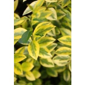   Sárga-tarka télizöld fagyal - Ligustrum ovalifolium 'Aureum'