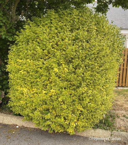 Sárga-tarka télizöld fagyal - Ligustrum ovalifolium 'Aureum'