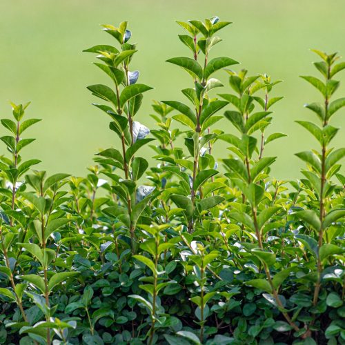 Télizöld fagyal 'Green Diamond' fajta - Ligustrum ovalifolium 'Green Diamond'