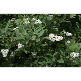 Közönséges fagyal - Ligustrum vulgare