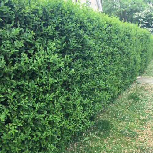 Közönséges fagyal - Ligustrum vulgare