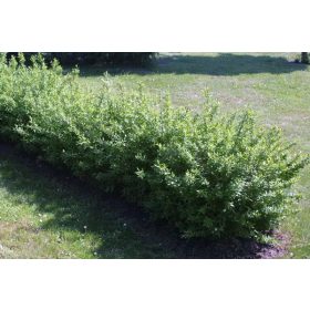   Törpe közönséges fagyal 'Lodens' fajta - Ligustrum vulgare 'Lodens'