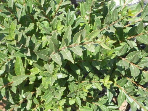 Törpe közönséges fagyal 'Lodens' fajta - Ligustrum vulgare 'Lodens'