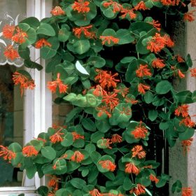   Fukszia virágú kúszólonc 'Dropmore Scarlet' fajta - Lonicera x brownii 'Dropmore Scarlet'