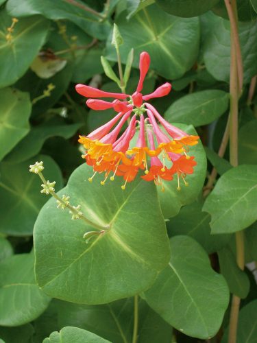 Fukszia virágú kúszólonc 'Dropmore Scarlet' fajta - Lonicera x brownii 'Dropmore Scarlet'
