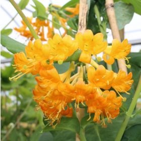   Sárga virágú kúszólonc 'Golden Trumpet' fajta - Lonicera x brownii 'Golden Trumpet'