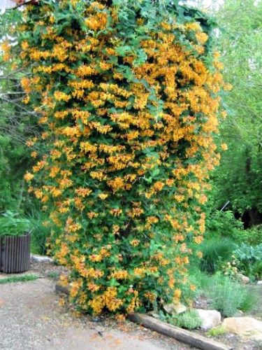 Sárga virágú kúszólonc 'Golden Trumpet' fajta - Lonicera x brownii 'Golden Trumpet'