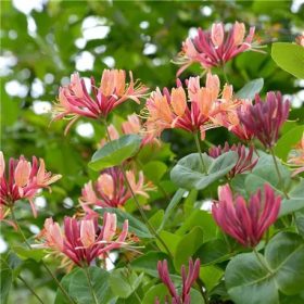   Kúszólonc 'American Beauty' fajta - Lonicera x heckrottii 'American Beauty'