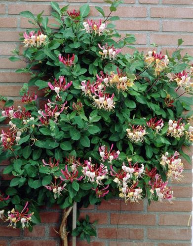 Kúszólonc 'American Beauty' fajta - Lonicera x heckrottii 'American Beauty'