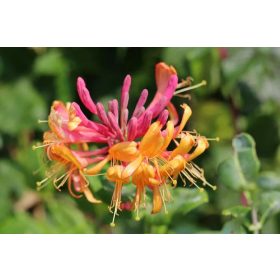   Kúszólonc 'Goldflame' fajta - Lonicera x heckrottii 'Goldflame'