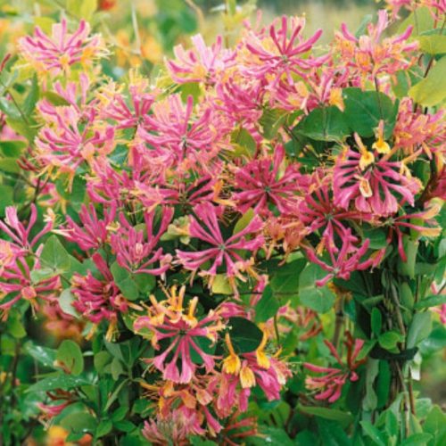 Kúszólonc 'Goldflame' fajta - Lonicera x heckrottii 'Goldflame'