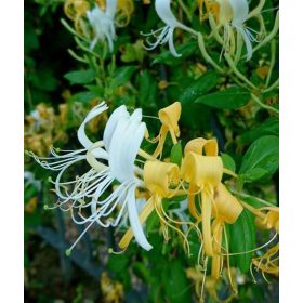   Japán kúszólonc 'Hall's Prolific' fajta - Lonicera japonica 'Hall's Prolific'