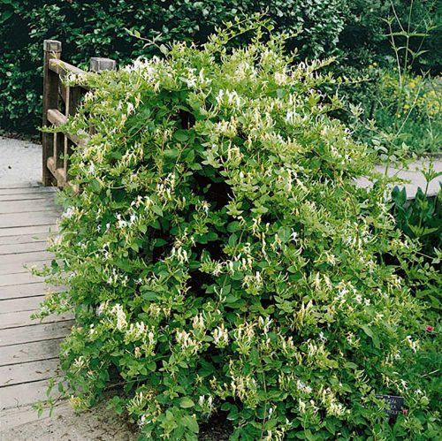 Japán kúszólonc 'Hall's Prolific' fajta - Lonicera japonica 'Hall's Prolific'