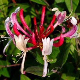   Japán kúszólonc 'Red World' fajta - Lonicera japonica 'Red World'