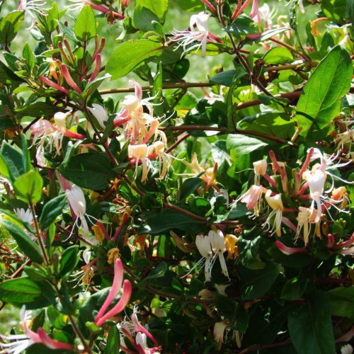 Japán kúszólonc 'Red World' fajta - Lonicera japonica 'Red World'
