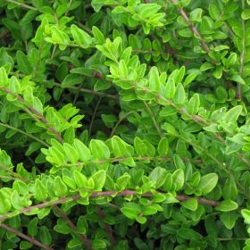   Talajtakaró lonc 'Hohenheimer Findling' fajta - Lonicera nitida 'Hohenheimer Findling'