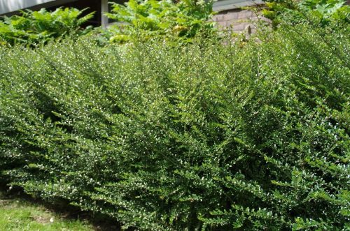 Talajtakaró lonc 'Hohenheimer Findling' fajta - Lonicera nitida 'Hohenheimer Findling'