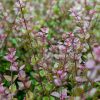 Talajtakaró lonc 'Red Tips' fajta - Lonicera nitida 'Red Tips'