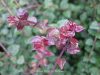 Talajtakaró lonc 'Red Tips' fajta - Lonicera nitida 'Red Tips'