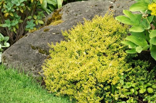 Talajtakaró lonc 'Twiggy' fajta - Lonicera nitida 'Twiggy'