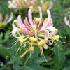 Búbos lonc - Lonicera periclymenum