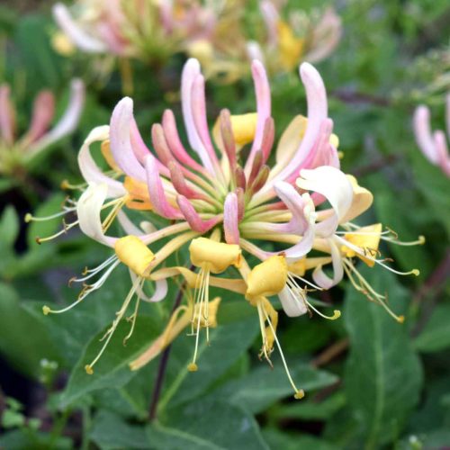 Búbos lonc - Lonicera periclymenum