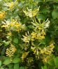 Búbos lonc - Lonicera periclymenum