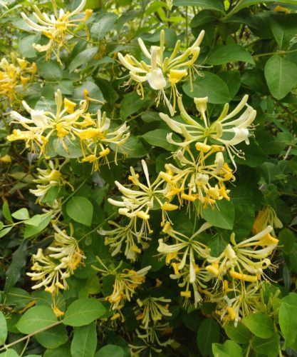 Búbos lonc - Lonicera periclymenum