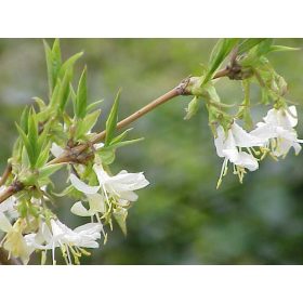 Illatos lonc - Lonicera fragrantissima