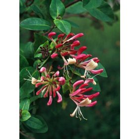   Búbos lonc 'Belgica Select' fajta - Lonicera periclymenum 'Belgica Select'