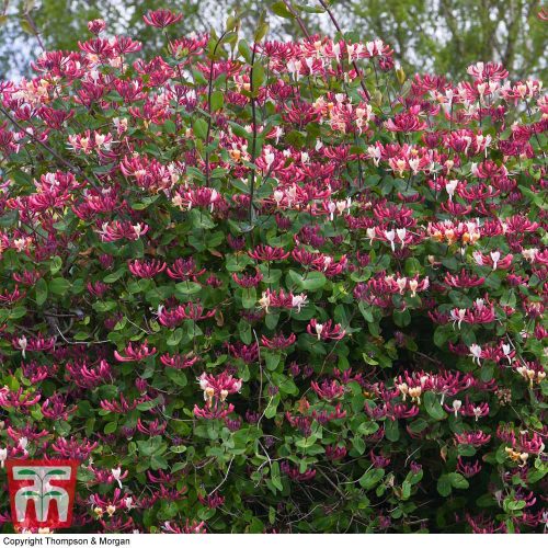 Búbos lonc 'Belgica Select' fajta - Lonicera periclymenum 'Belgica Select'