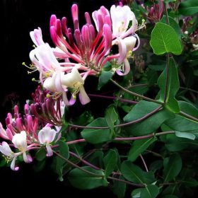   Búbos lonc 'Fragrant Cloud' fajta - Lonicera periclymenum 'Fragrant Cloud'