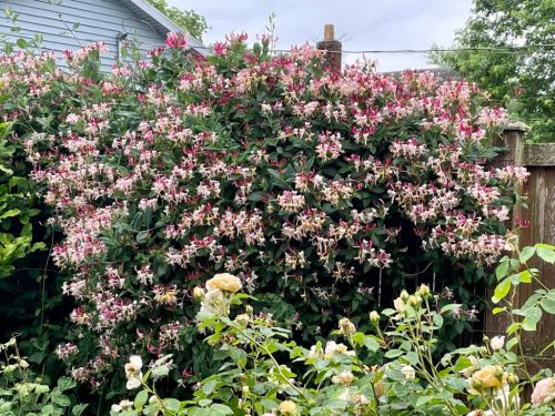 Búbos lonc 'Fragrant Cloud' fajta - Lonicera periclymenum 'Fragrant Cloud'